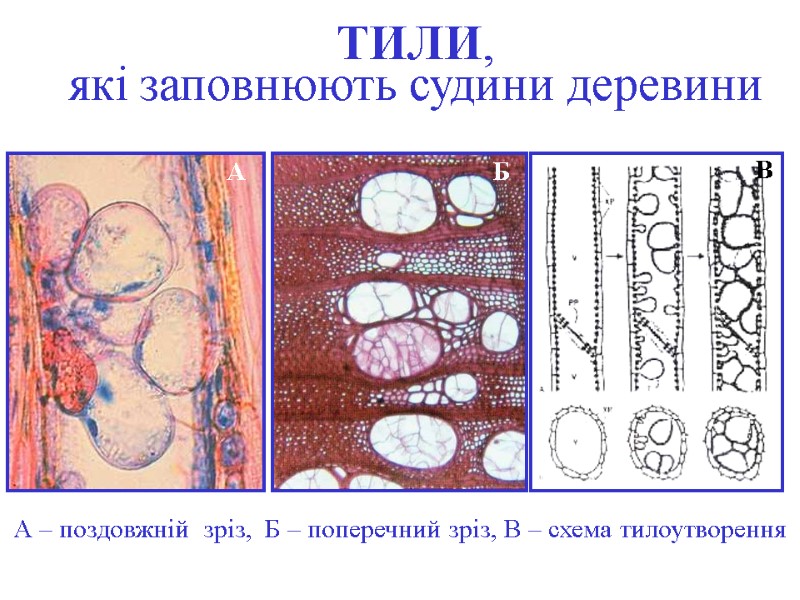 ТИЛИ,  які заповнюють судини деревини А Б В А – поздовжній  зріз,